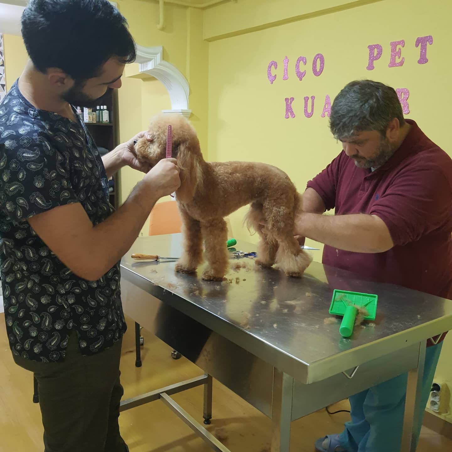 Çiço Kocaeli Kedi &amp; Köpek Kuaförü ⭐️ Anestezisiz Kedi Köpek Traşı